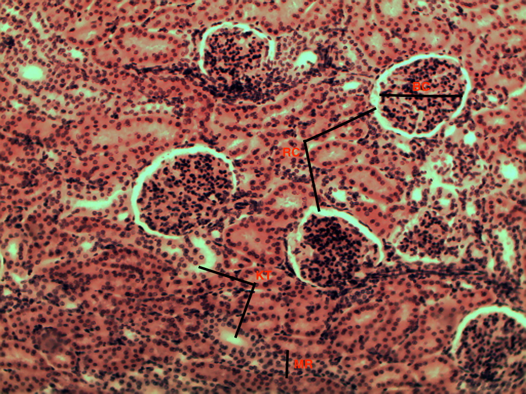 Kidney 10X Histology